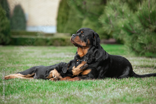 Canvas Print Couple of black dogs of rottweiler breed father and son laying in green grass wh