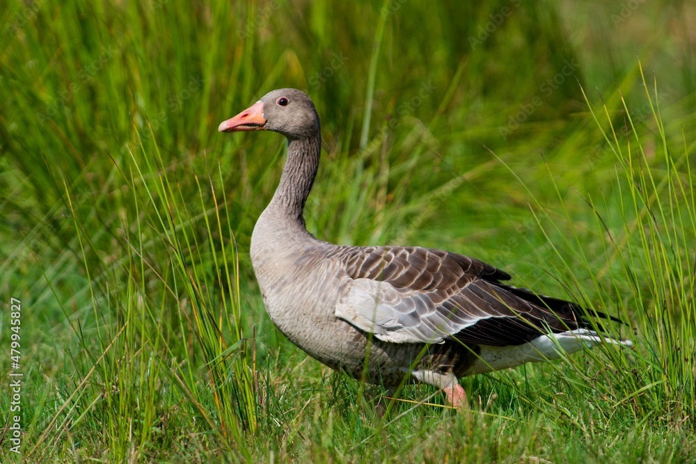 Greylag goose on the west coast in Sweden Greylag goose on the west coast in Sweden