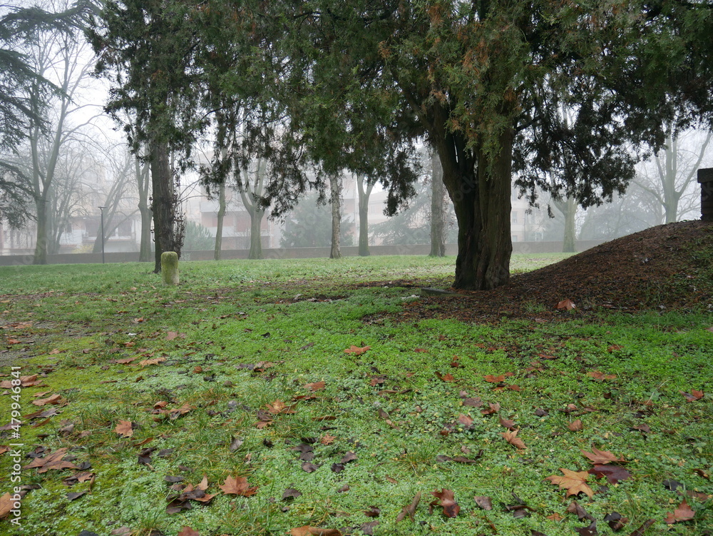 trees on a foggy day in winter trees on a foggy day in winter