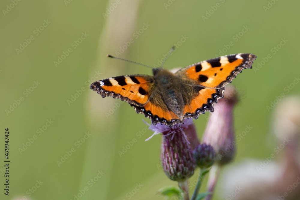 Butterfly on a thistle Butterfly on a thistle