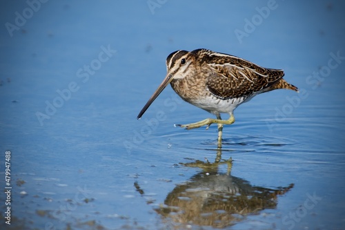 Common snipe on the west coast in Sweden photo