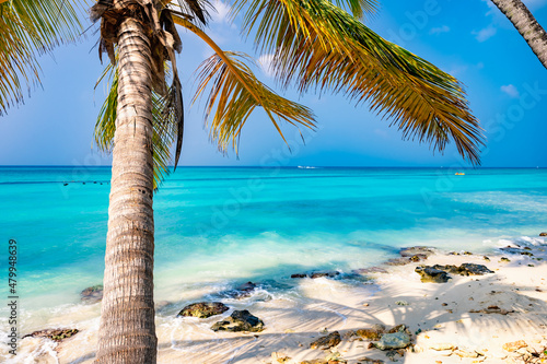 caribbean sea palm trees paradise