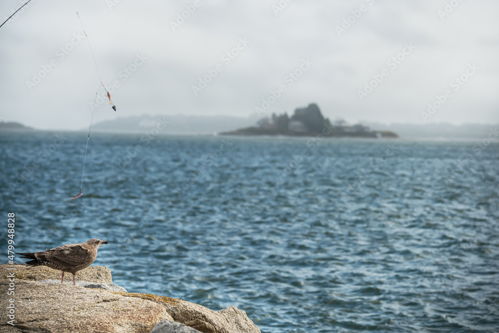 A baited rod and a seabird sitting on the rocks by the ocean overlooking a distant island.
USA. Maine. Portland.