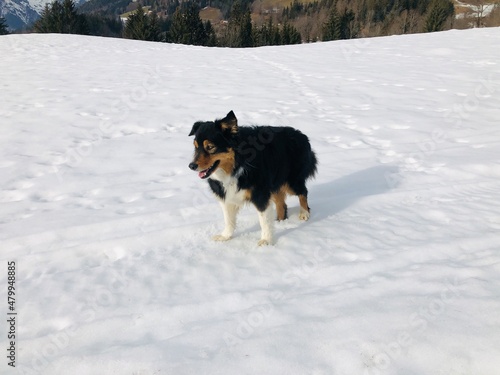 Australien Shepherd - australischer Hirtenhund photo