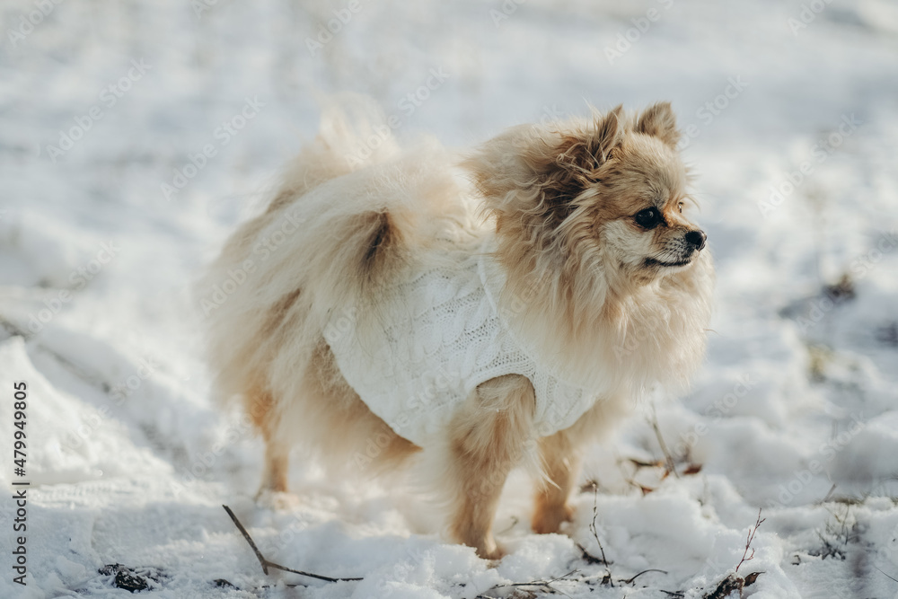 A Pomeranian in a white knitted sweater walks in the park in winter.