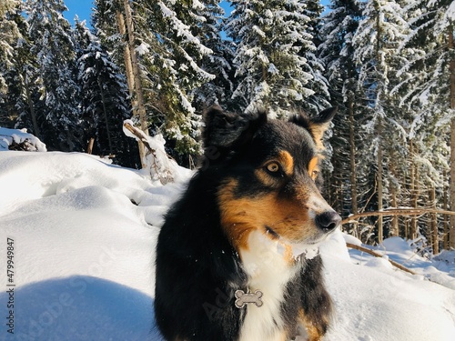 Australien Shepherd - australischer Hirtenhund photo