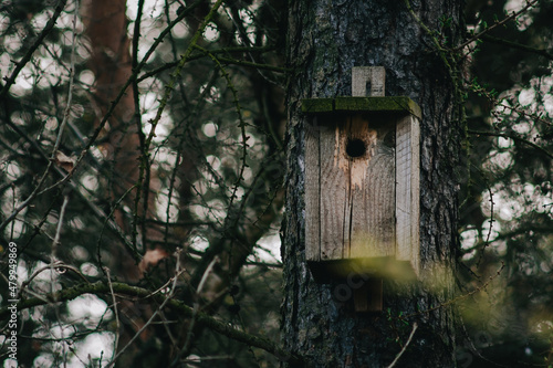 Bird feeder in the forest © Dawid