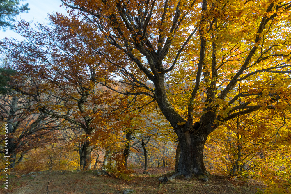 yellowed beeches in the autumn forest