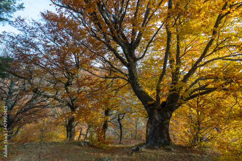 yellowed beeches in the autumn forest