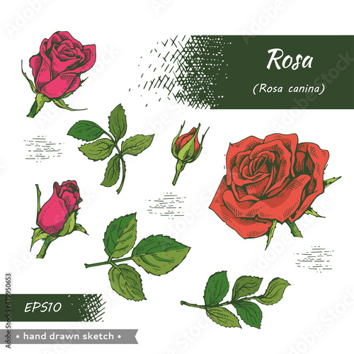 Collection of Roses . Detailed hand-drawn sketches, vector