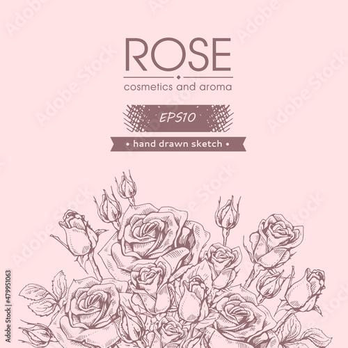 Background with Roses. Detailed hand-drawn sketches, vector