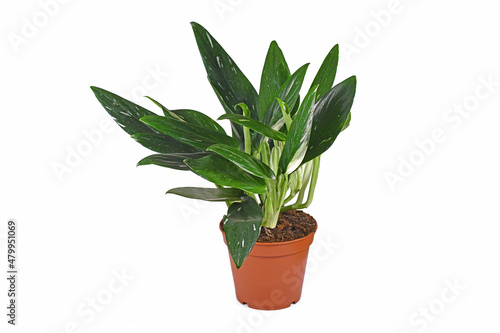 Exotic 'Monstera Standleyana' houseplant with white variagated leaves in pot on white background photo