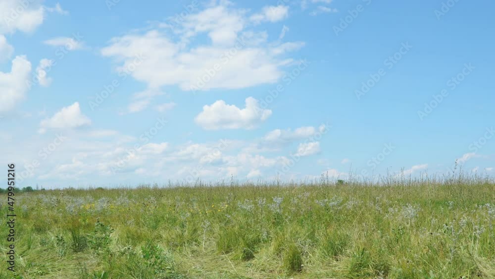 Summer meadow with juicy herbs for mowing on a clear sunny day against a blue sky with clouds. Camera panning Summer meadow with juicy herbs for mowing on a clear sunny day against a blue sky with clouds. Camera panning
