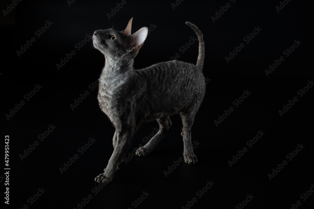 gray curly cat stands on a black background 