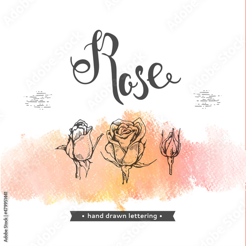 Roses and lettering Rose. Detailed hand-drawn sketches, vector