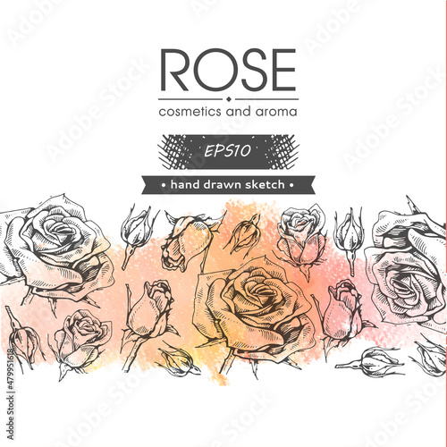 Background with Roses. Detailed hand-drawn sketches, vector