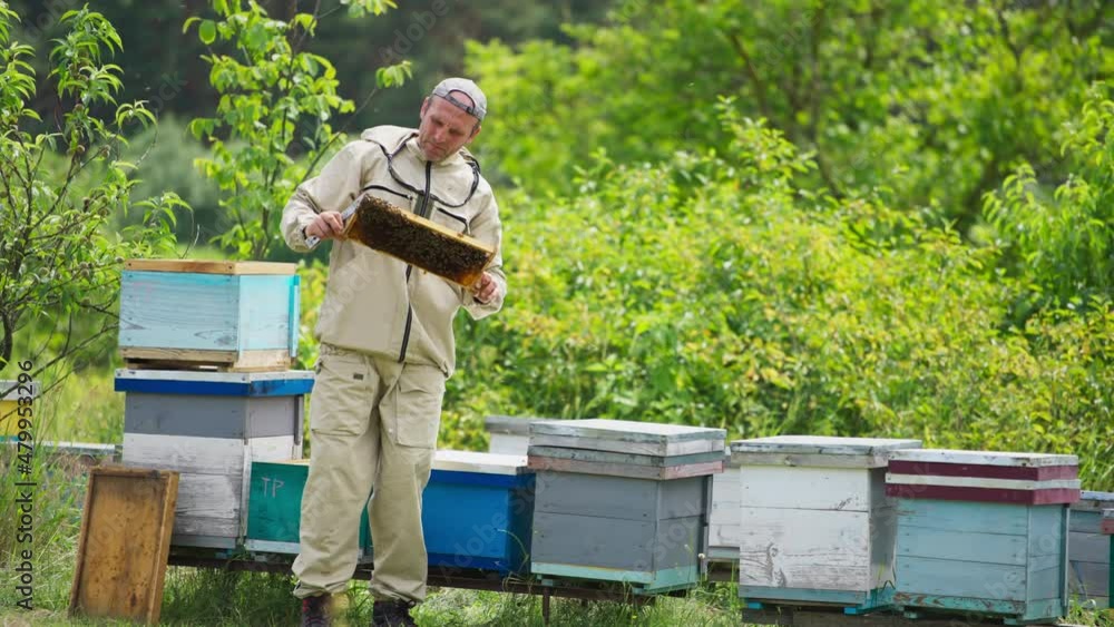 Beekeper holding a frame with bee colony to examine it. Apiarist checking the harvest of honey. Summer nature scenery background. Beekeper holding a frame with bee colony to examine it. Apiarist checking the harvest of honey. Summer nature scenery background.