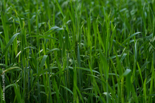 In summer, the green wheat in the fields is growing vigorously. Selective focusing of young green wheat or barley field in agriculture scene.