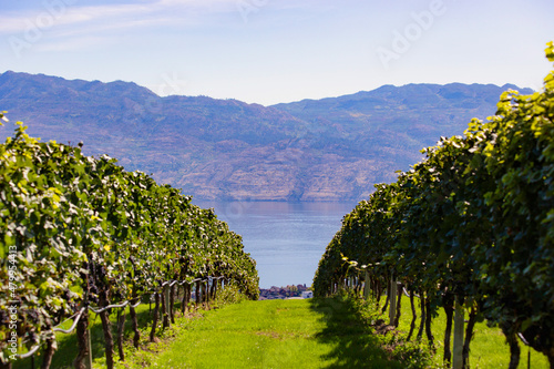 Vineyards of British Columbia, Okanagan lake valley, Kelowna, Canada photo