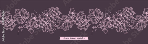 Bunch of grapes on the violet background.Detailed hand-drawn illustration.