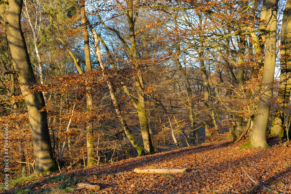 Obraz premium Beech trees in late autumn sun