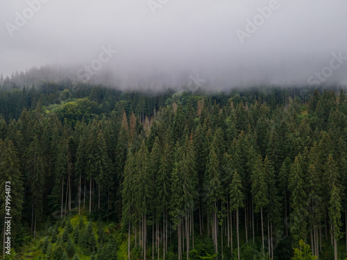 view of mountain pine tree forest mist clouds in top