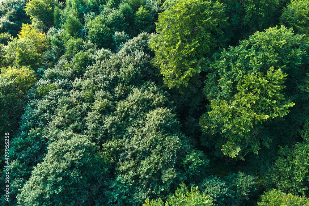 Top down flat aerial view of dark lush forest with green trees canopies in summer Top down flat aerial view of dark lush forest with green trees canopies in summer