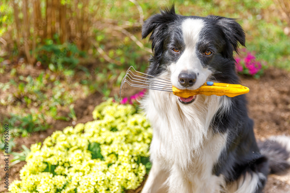 Outdoor portrait dog border collie holding garden rake in mouth on garden background. Funny puppy dog as gardener fetching rake for weeding ready to planting. Gardening and agriculture concept