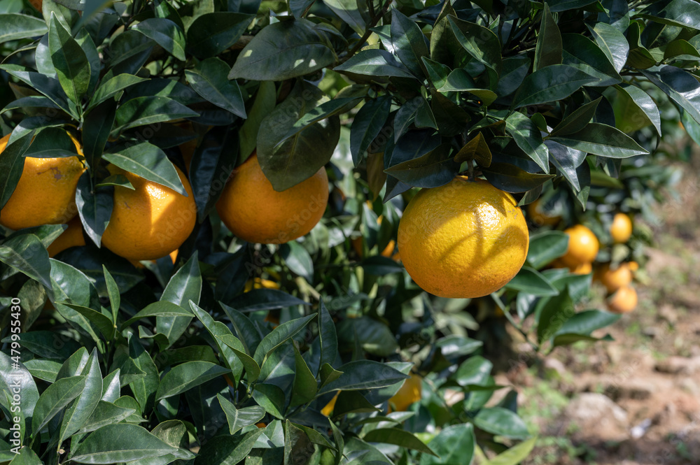 The golden oranges in the orchard ripened on a sunny day The golden oranges in the orchard ripened on a sunny day