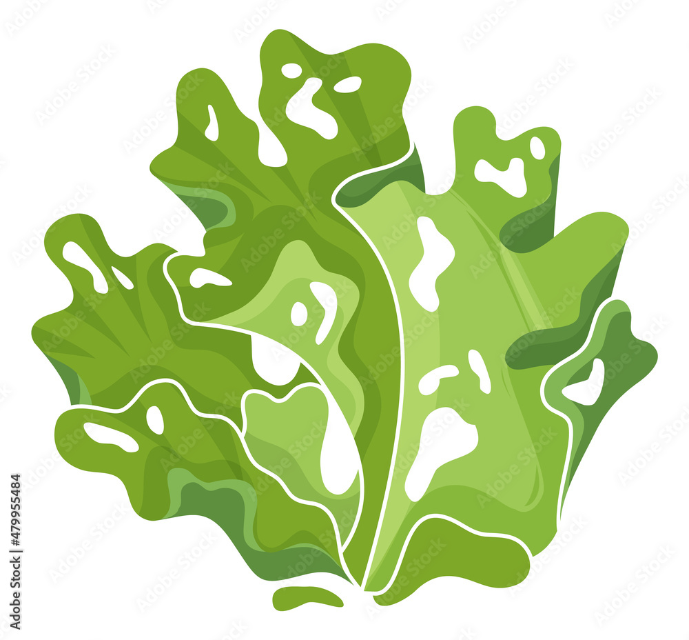 Green seaweed. Water plant with wide leaves. Underwater flora Green seaweed. Water plant with wide leaves. Underwater flora