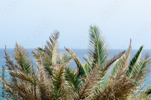 green leaves of palm trees near the coast. clean sky, sunny and hot day on the beach. beautiful tropical background. horizon line over the sea © GonzaloVega