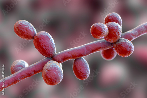 Candida tropicalis yeasts, 3D illustration photo