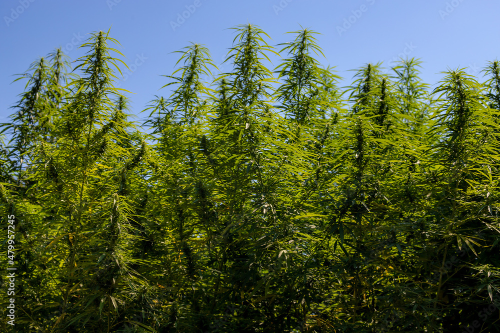 Selective focus green leaves of Marijuana in the garden under the sunlight and blue sky, Cannabis is a psychoactive drug from the Cannabis plant used primarily for medical or recreational purposes.