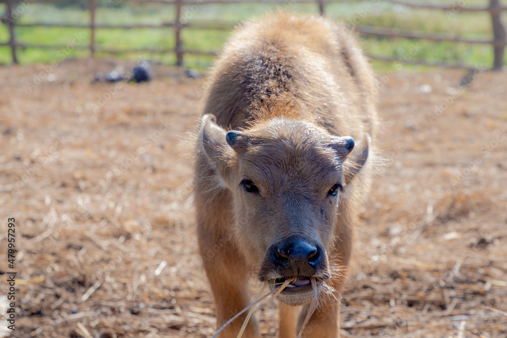 Fototapeta premium Selective focus of baby albino buffalo chewing straw in open farm, Countryside landscape with young asian buffalo in farmland, Is a large bovid originating in the Indian subcontinent, Southeast Asia.