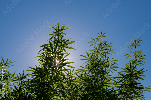 Selective focus green leaves of Marijuana in the garden under the sunlight and blue sky, Cannabis is a psychoactive drug from the Cannabis plant used primarily for medical or recreational purposes.