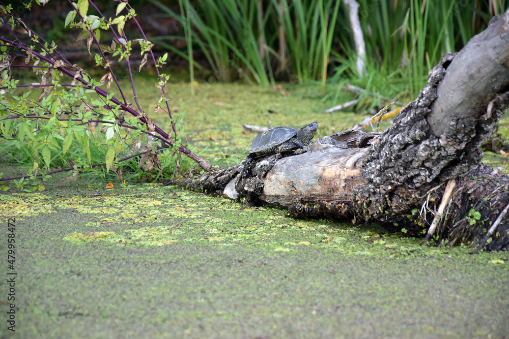 A river turtle climbed a tree thrown into the river. A river turtle climbed a tree thrown into the river.