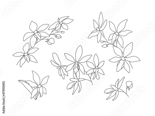 Decorative linear frames with orchid flowers (Darwinara) on a white background. Set of simple elegant frames for your design. Vector line art illustration.