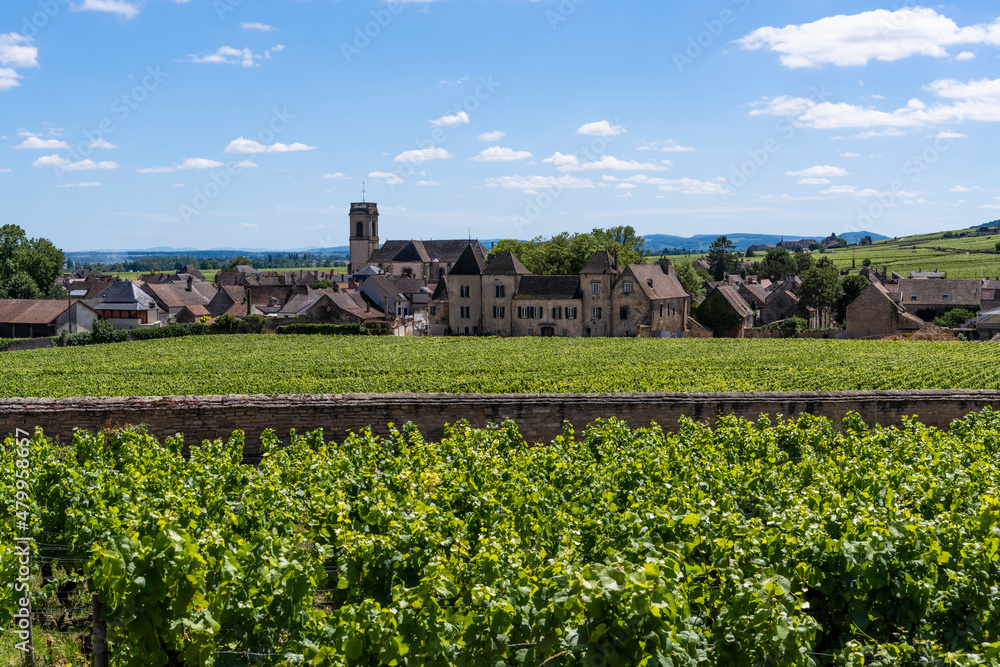 Vinyards Pommard Burgundy