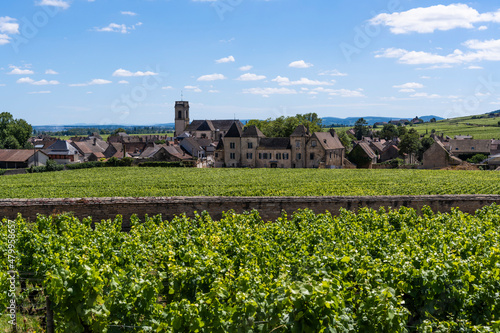 Vinyards Pommard Burgundy