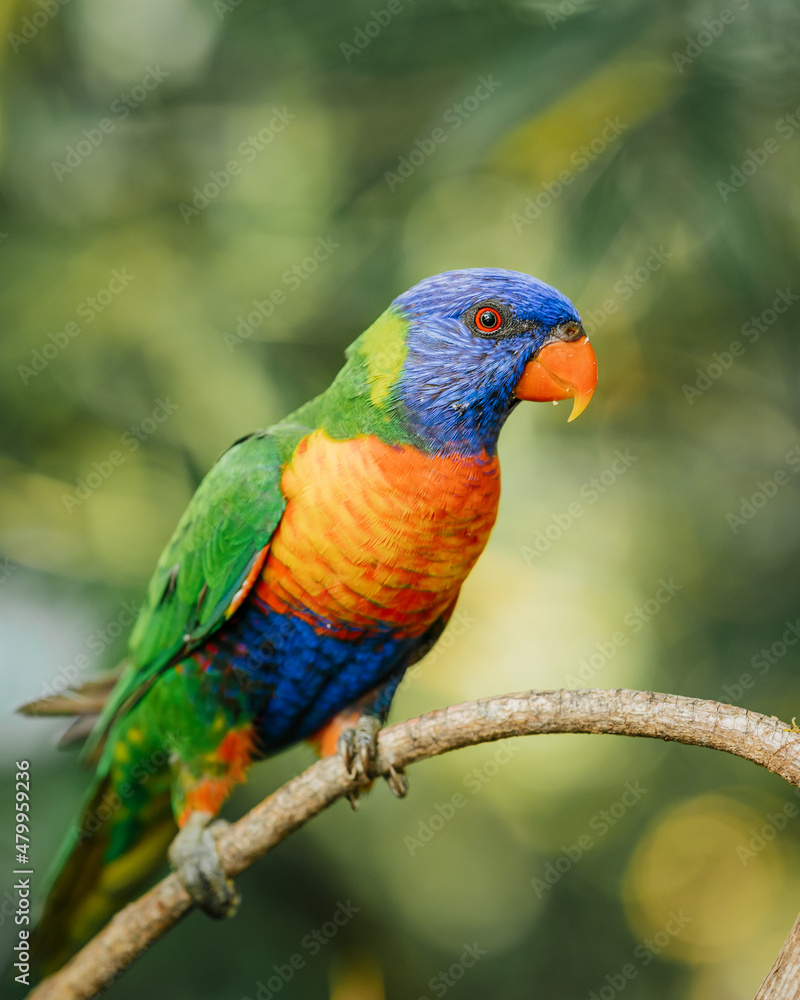 Rainbow Lorikeet in Australian Rainforest. The rainbow lorikeet (Trichoglossus moluccanus) is a species of parrot found in Australia.