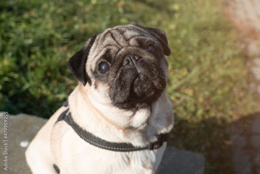 Portrait of a calm and beautiful pug dog looks at the camera outdoor