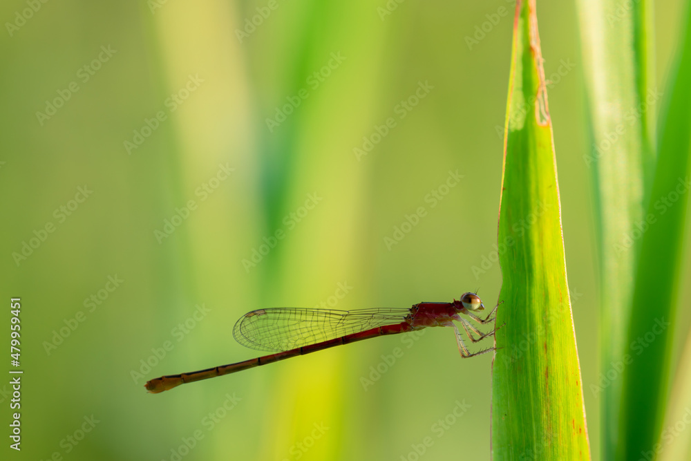 needle dragonfly,
Needle dragonflies are often found around ponds or rivers needle dragonfly,
Needle dragonflies are often found around ponds or rivers