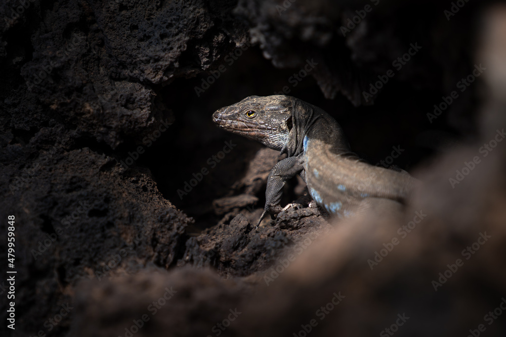 Obraz premium A bluish-speckled lizard from the Canary Islands basks in the sun in the nook of a rock with a yellow eye.