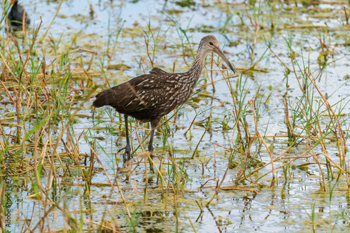 The limpkin (Aramus guarauna) photo