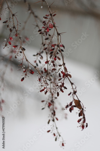 A branch of barberry with dry red berries and water drops in the winter garden. Vertical. Winter background with red berries. A branch of barberry with red berries on a background of white snow. 