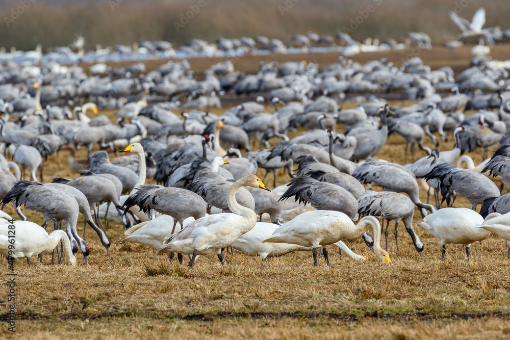 Fototapeta premium Many migrating cranes and Whooper swans in a field in spring