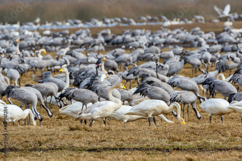 Many migrating cranes and Whooper swans in a field in spring