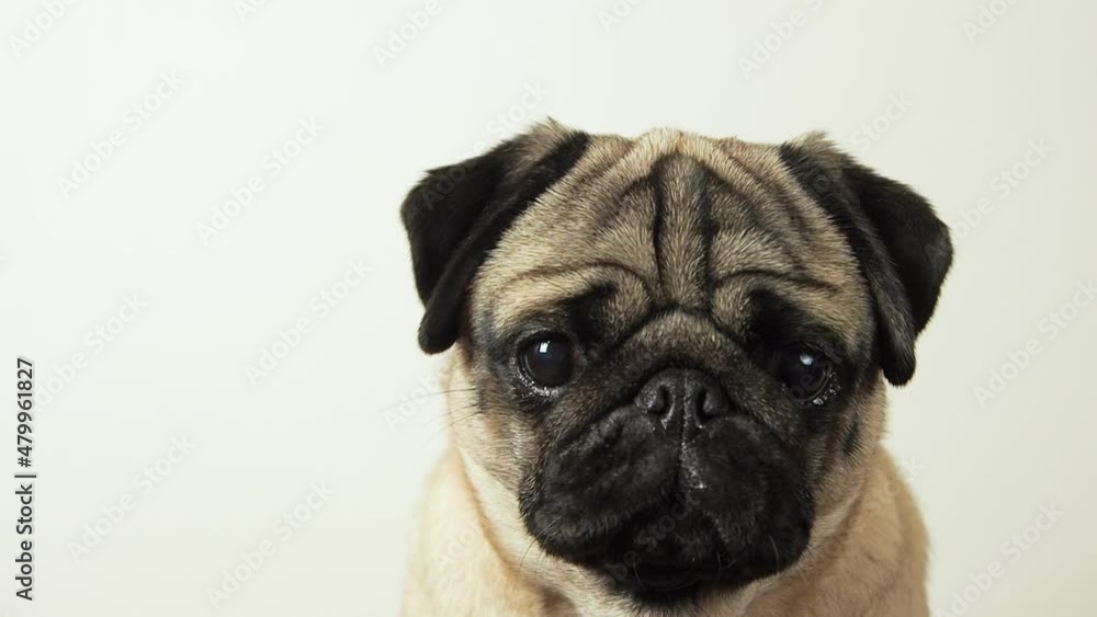 Close up portrait of cute pug dog emotional looks up at the camera and barks at home. Pet defends its personal boundaries or ask something Close up portrait of cute pug dog emotional looks up at the camera and barks at home. Pet defends its personal boundaries or ask something
