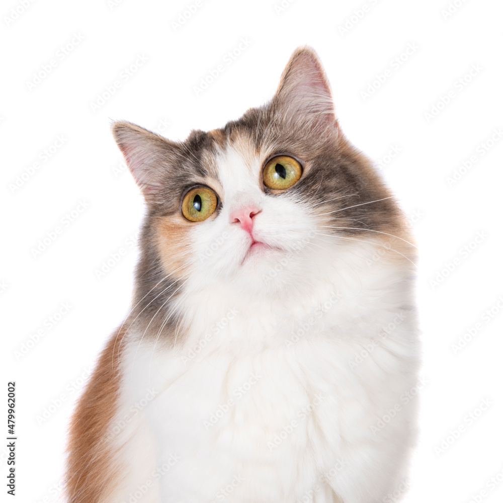 Bright funny multicolored cat portrait isolated on the white background