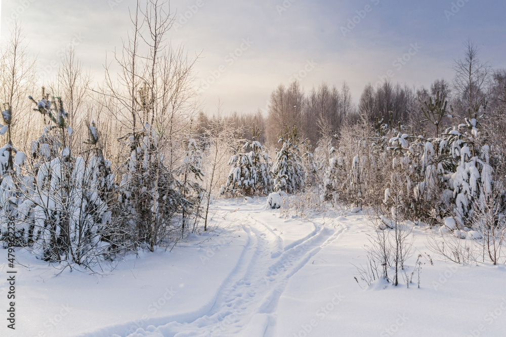 Forest road through snowdrifts in winter